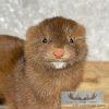 Mink Life-Size Taxidermy Mount For Sale - Image 7