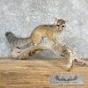 Ringtail Cat Taxidermy Mount For Sale - Image 2
