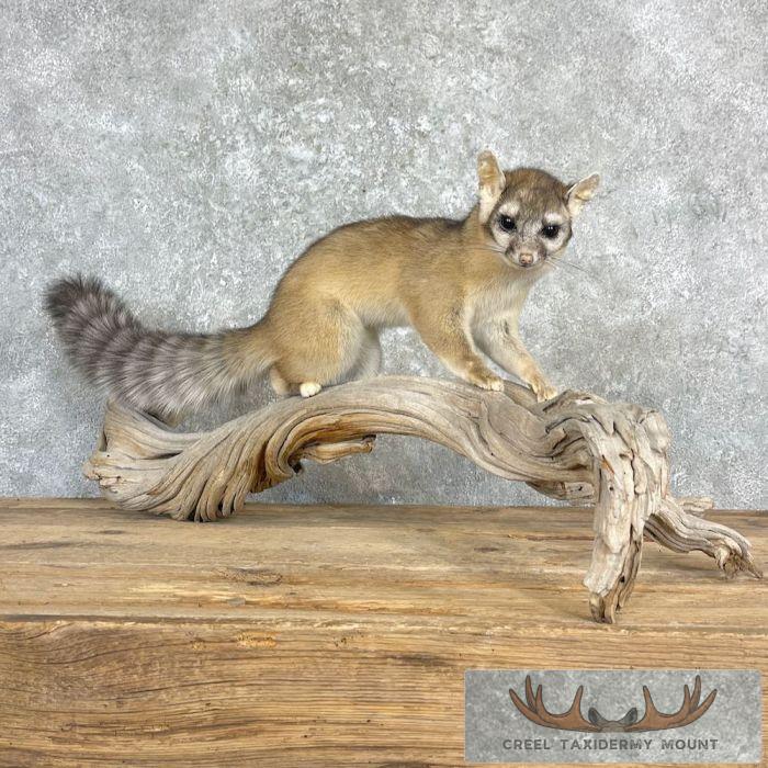 Ringtail Cat Taxidermy Mount For Sale - Image 2
