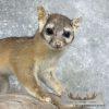Ringtail Cat Taxidermy Mount For Sale - Image 3