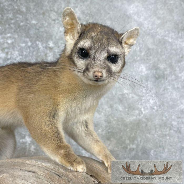 Ringtail Cat Taxidermy Mount For Sale - Image 3