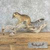 Ringtail Cat Taxidermy Mount For Sale - Image 4