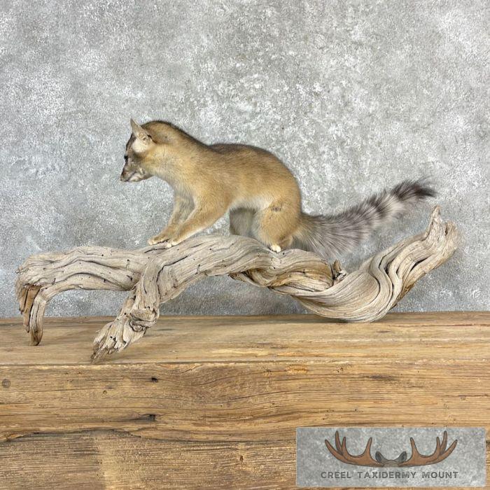 Ringtail Cat Taxidermy Mount For Sale - Image 4