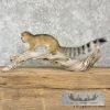 Ringtail Cat Taxidermy Mount For Sale - Image 5