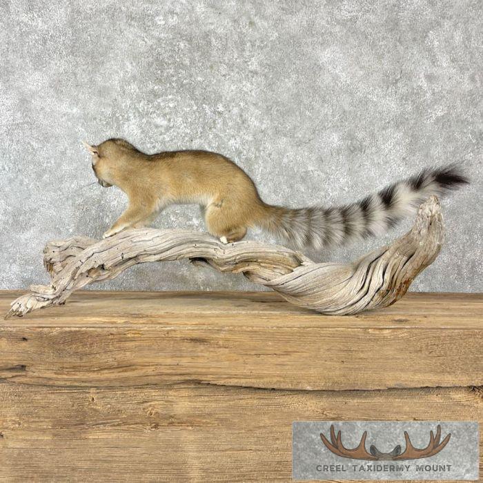 Ringtail Cat Taxidermy Mount For Sale - Image 5