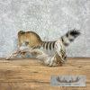 Ringtail Cat Taxidermy Mount For Sale - Image 6