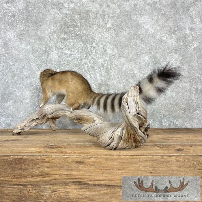 Ringtail Cat Taxidermy Mount For Sale - Image 6
