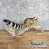 Ringtail Cat Taxidermy Mount For Sale - Image 7