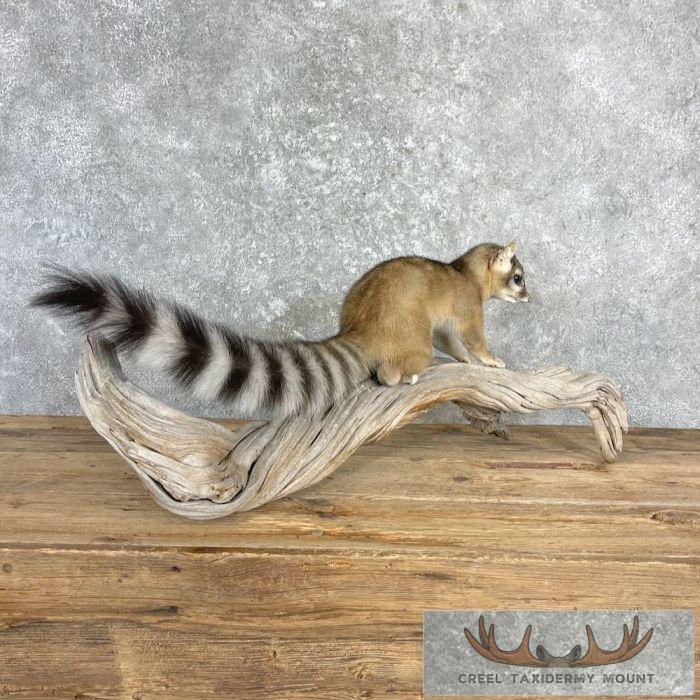 Ringtail Cat Taxidermy Mount For Sale - Image 7