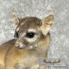 Ringtail Cat Taxidermy Mount For Sale - Image 8