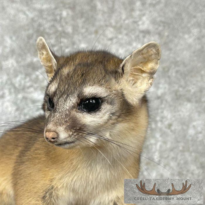 Ringtail Cat Taxidermy Mount For Sale - Image 8