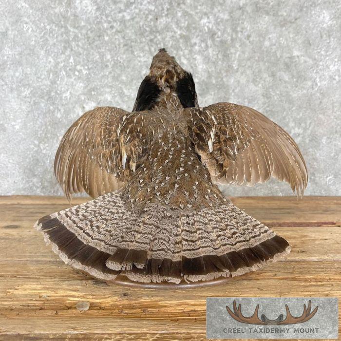 Ruffed Grouse Taxidermy Bird Mount For Sale - Image 2