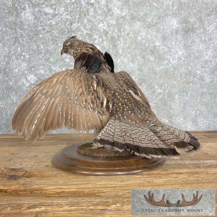 Ruffed Grouse Taxidermy Bird Mount For Sale - Image 3