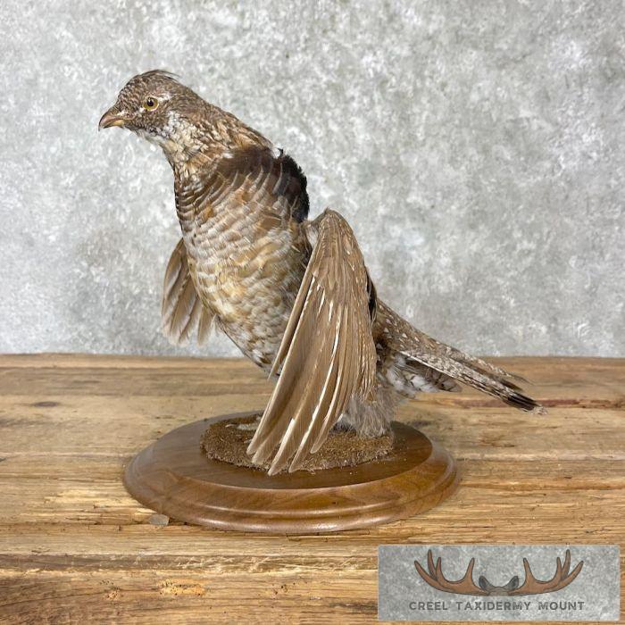 Ruffed Grouse Taxidermy Bird Mount For Sale - Image 4