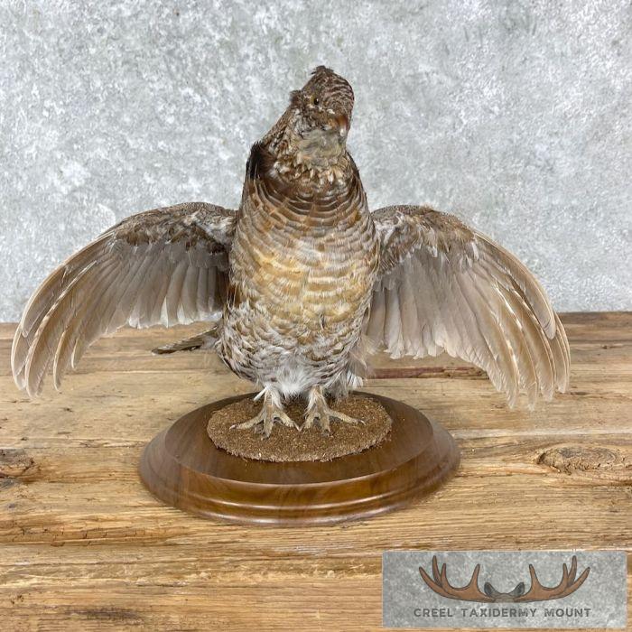 Ruffed Grouse Taxidermy Bird Mount For Sale - Image 5