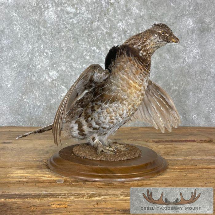 Ruffed Grouse Taxidermy Bird Mount For Sale - Image 6
