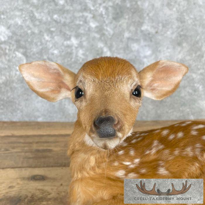 Whitetail Deer Fawn Life-Size Taxidermy Mount For Sale - Image 10