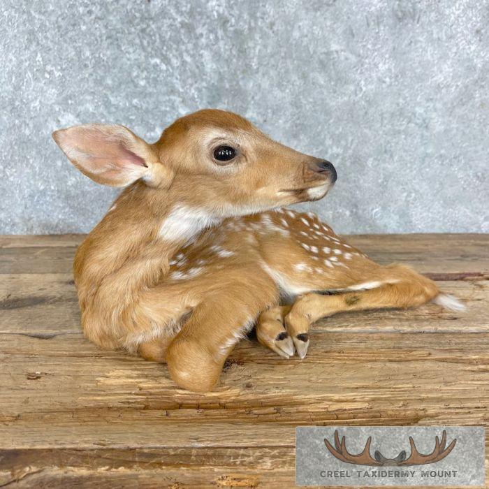 Whitetail Deer Fawn Life-Size Taxidermy Mount For Sale - Image 2