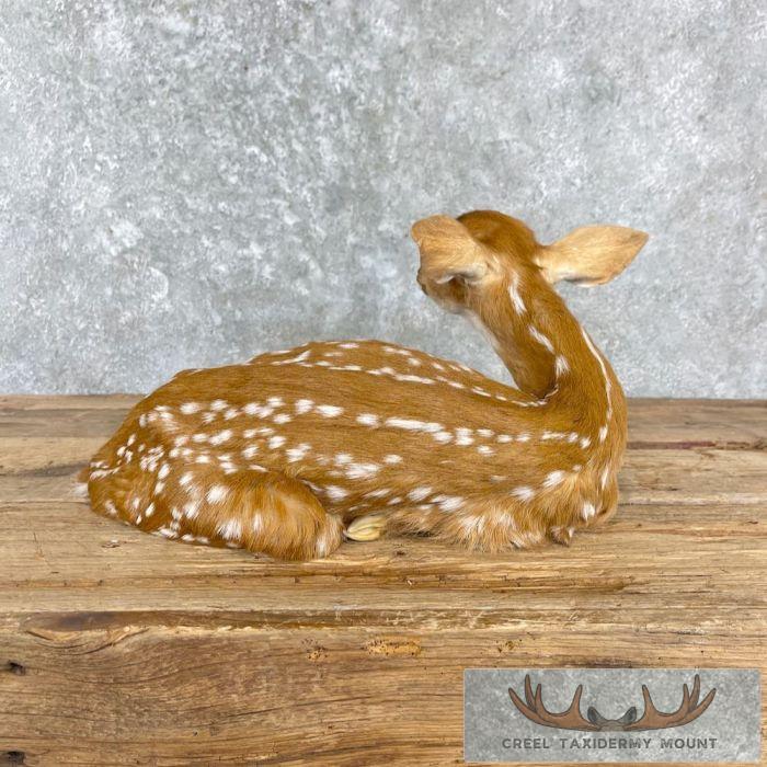 Whitetail Deer Fawn Life-Size Taxidermy Mount For Sale - Image 4