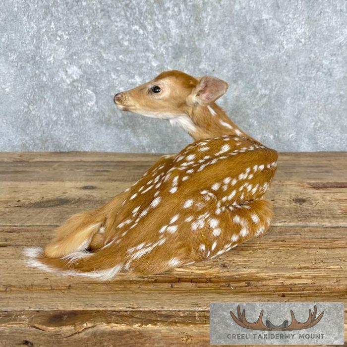 Whitetail Deer Fawn Life-Size Taxidermy Mount For Sale - Image 5
