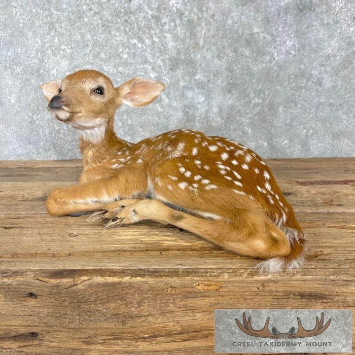 Whitetail Deer Fawn Life-Size Taxidermy Mount For Sale - Image 6