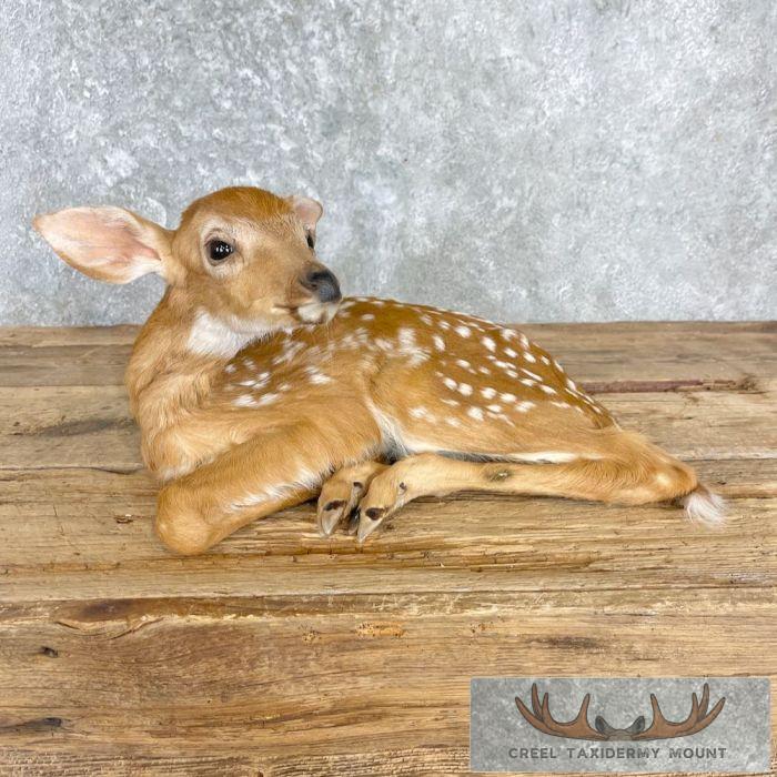 Whitetail Deer Fawn Life-Size Taxidermy Mount For Sale - Image 7