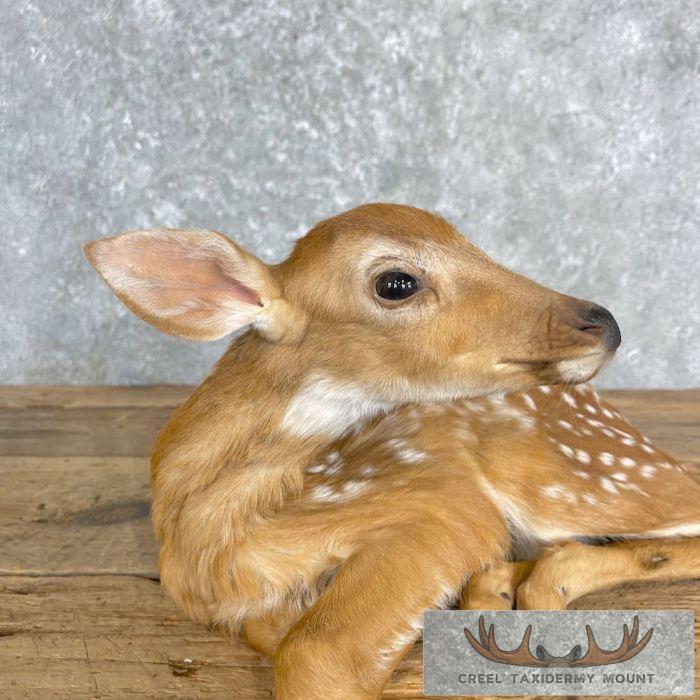 Whitetail Deer Fawn Life-Size Taxidermy Mount For Sale - Image 9