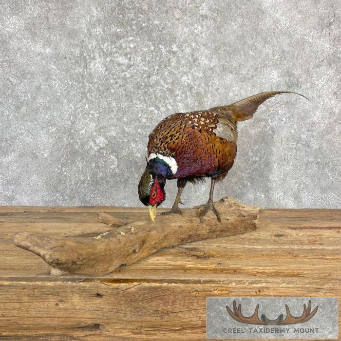 Ringneck Pheasant Taxidermy Bird Mount For Sale - Image 2