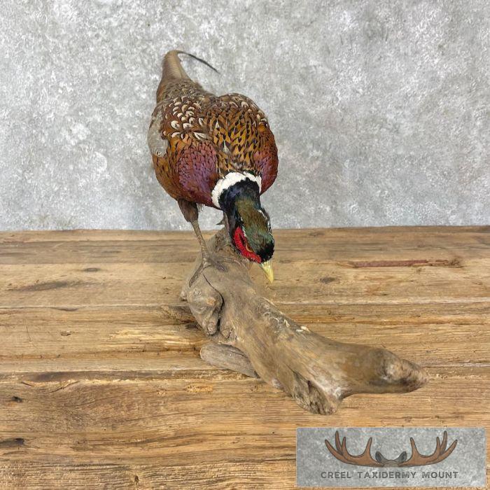 Ringneck Pheasant Taxidermy Bird Mount For Sale - Image 3