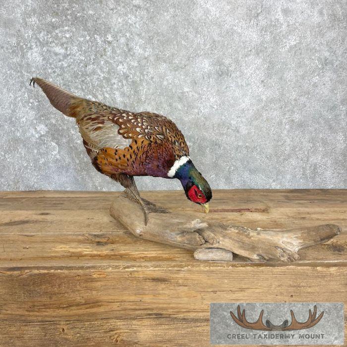 Ringneck Pheasant Taxidermy Bird Mount For Sale - Image 4