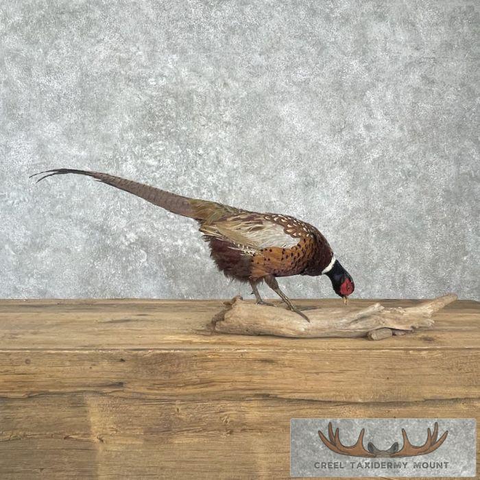 Ringneck Pheasant Taxidermy Bird Mount For Sale - Image 5