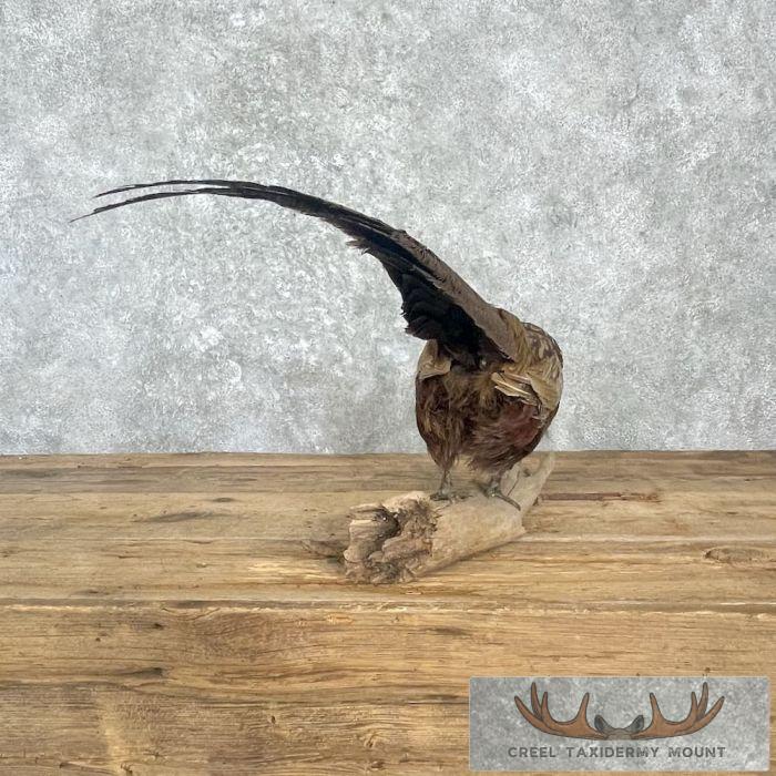 Ringneck Pheasant Taxidermy Bird Mount For Sale - Image 6