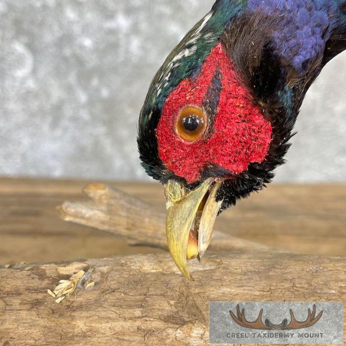 Ringneck Pheasant Taxidermy Bird Mount For Sale - Image 7