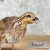 Bobwhite Quail Pair Taxidermy Bird Mount For Sale - Image 2