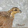 Bobwhite Quail Pair Taxidermy Bird Mount For Sale - Image 3