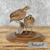Bobwhite Quail Pair Taxidermy Bird Mount For Sale - Image 4