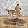 Bobwhite Quail Pair Taxidermy Bird Mount For Sale - Image 5