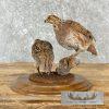 Bobwhite Quail Pair Taxidermy Bird Mount For Sale - Image 6