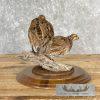 Bobwhite Quail Pair Taxidermy Bird Mount For Sale - Image 7