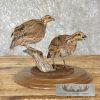 Bobwhite Quail Pair Taxidermy Bird Mount For Sale - Image 8