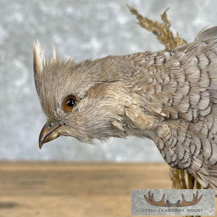 Scaled Quail Taxidermy Bird Mount For Sale - Image 2
