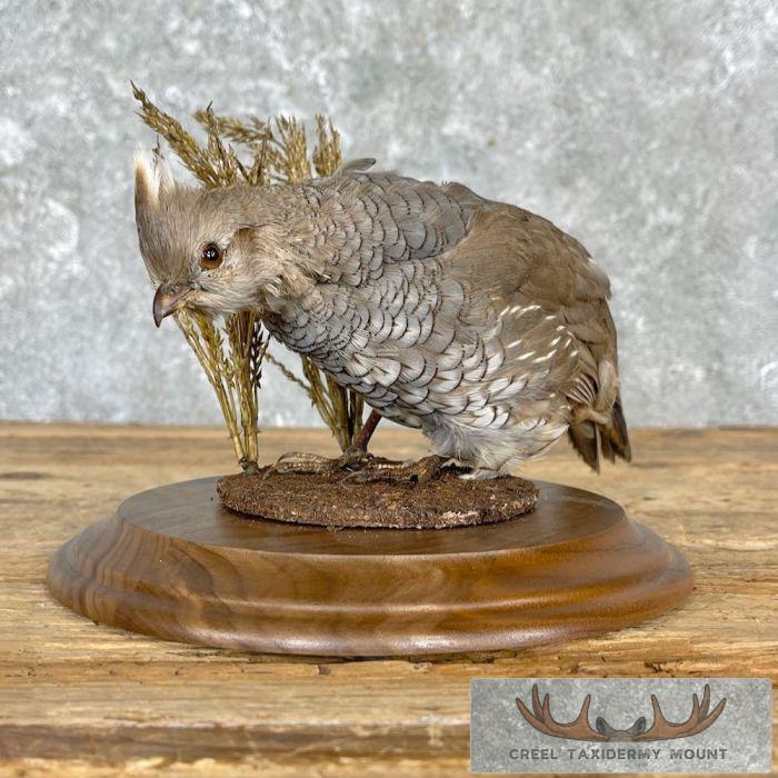 Scaled Quail Taxidermy Bird Mount For Sale - Image 3