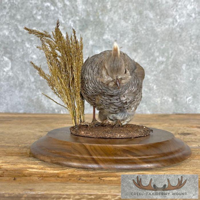 Scaled Quail Taxidermy Bird Mount For Sale - Image 4