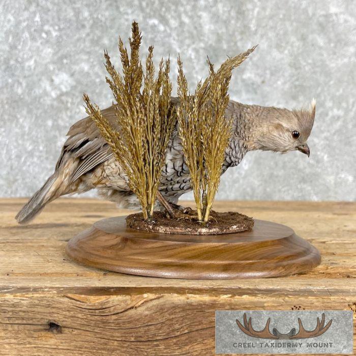 Scaled Quail Taxidermy Bird Mount For Sale - Image 5