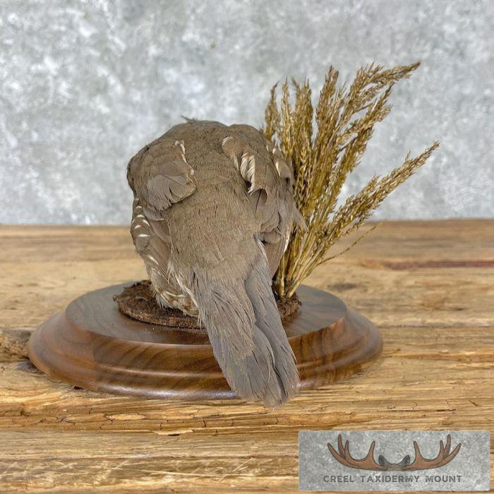 Scaled Quail Taxidermy Bird Mount For Sale - Image 6