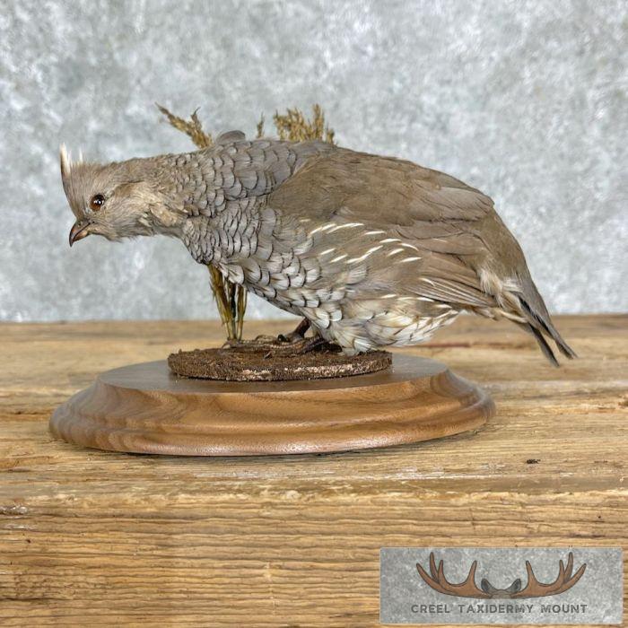 Scaled Quail Taxidermy Bird Mount For Sale - Image 8