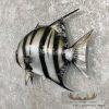 21" Reproduction Atlantic Spadefish Taxidermy Mount For Sale - Image 2
