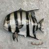 21" Reproduction Atlantic Spadefish Taxidermy Mount For Sale - Image 3