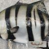 21" Reproduction Atlantic Spadefish Taxidermy Mount For Sale - Image 5