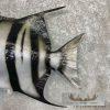 21" Reproduction Atlantic Spadefish Taxidermy Mount For Sale - Image 6